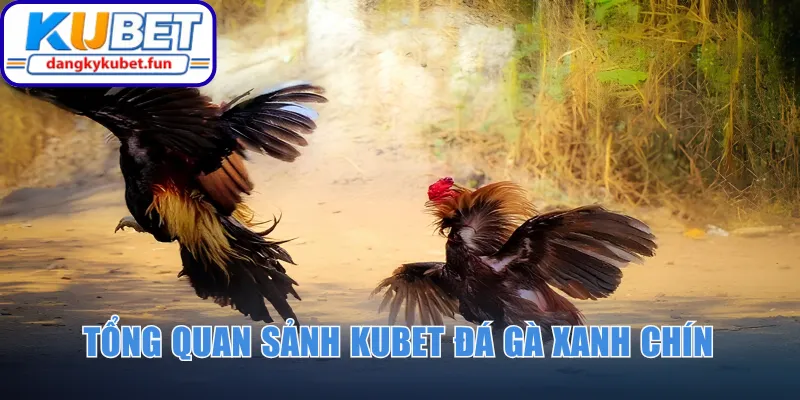 Tổng quan sảnh Kubet đá gà xanh chín